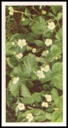 55BBWF 21 Wild Strawberry.jpg